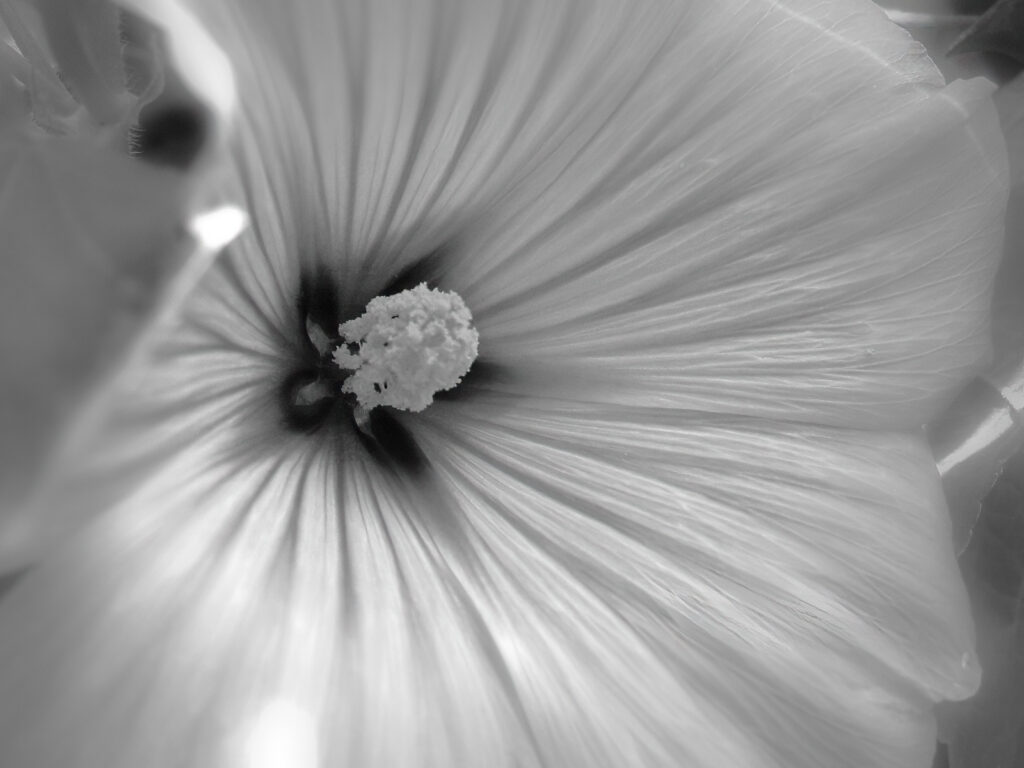 Black and white photograph of a blooming flower